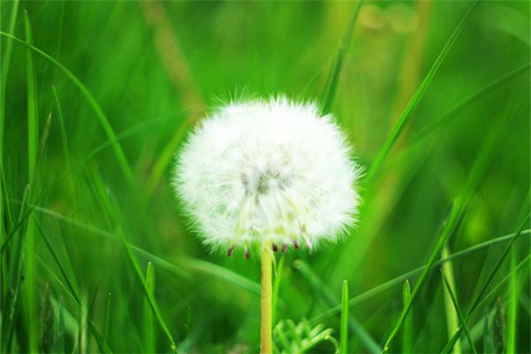 夢見蒲公英_周公解夢