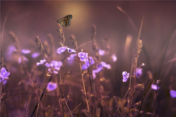 夢到了黑色飛蟲代表著什麼_周公解夢