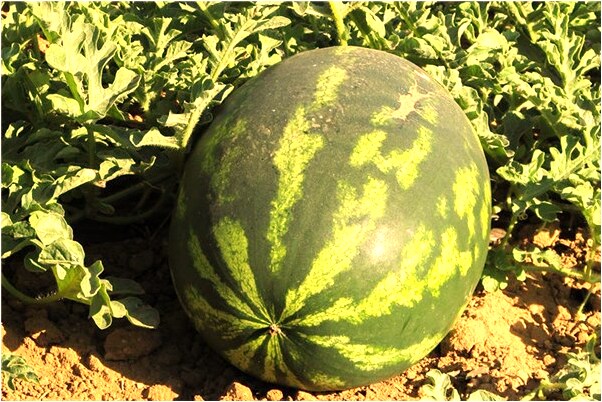 夢見給小孩餵奶奶溢出來了有什麼寓意嗎？_周公解夢官網