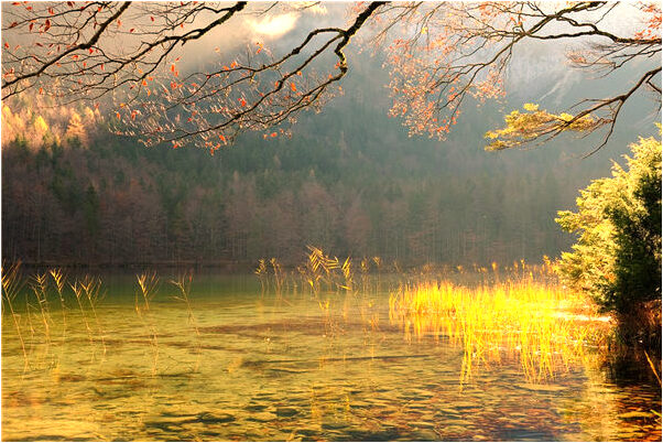 夢見胳膊流膿是咋回事_周公解夢官網