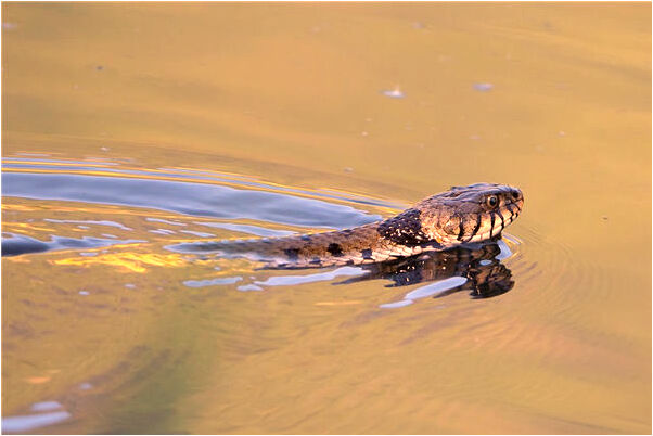 夢見送別人絲襪會是什麼預兆_周公解夢官網