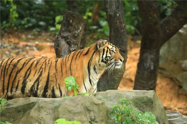 2010生人和什麼屬相配_十二生肖