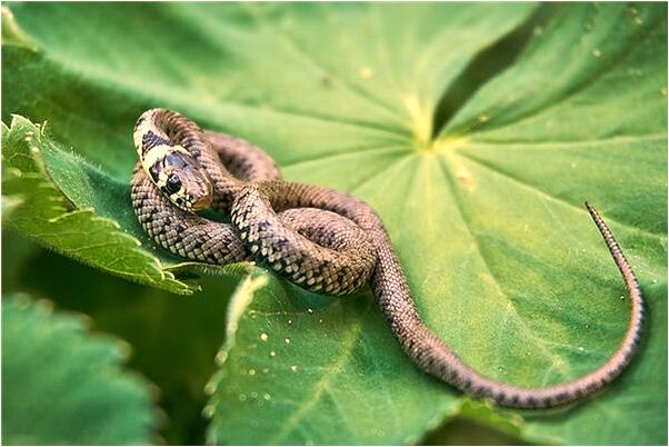 夢到了爸爸強行去外地是什麼預兆_周公解夢官網