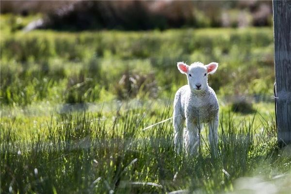 羊的三合貴人是什麼生肖_十二生肖