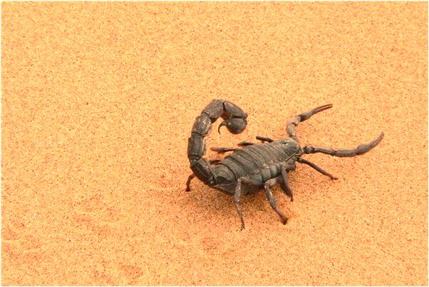 夢到了打擂台有什麼預示嗎_周公解夢官網