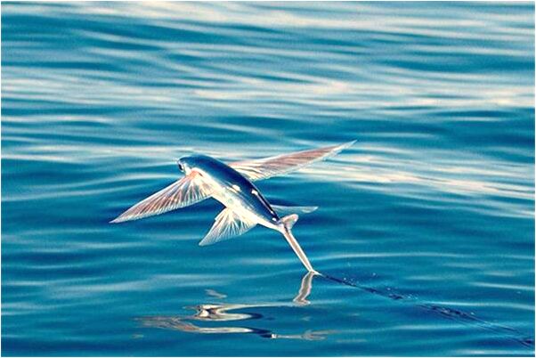 夢見得癌症拒絕喜歡的人告白是什麼預兆_周公解夢官網