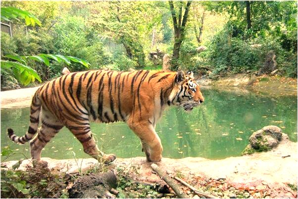 夢見獅子變女人代表著什麼?_周公解夢官網