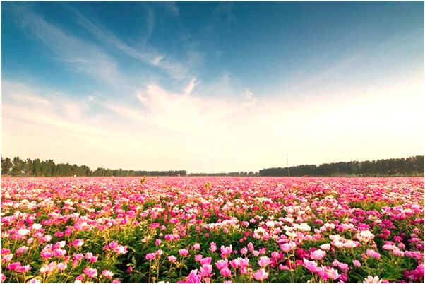 夢見去賀壽有什麼說法_周公解夢官網