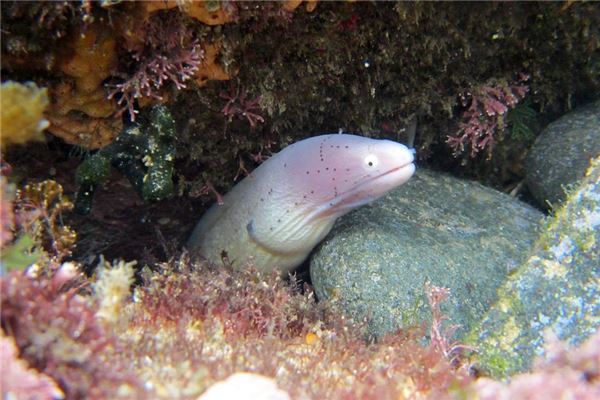 夢見黃膳_周公解夢