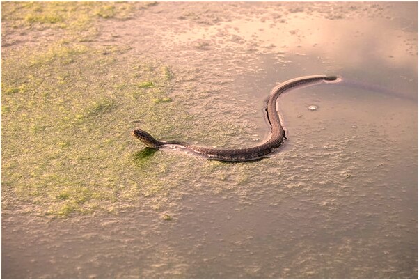 夢到了很多墳墓上有木棍燃燒預兆了什麼嗎_周公解夢官網