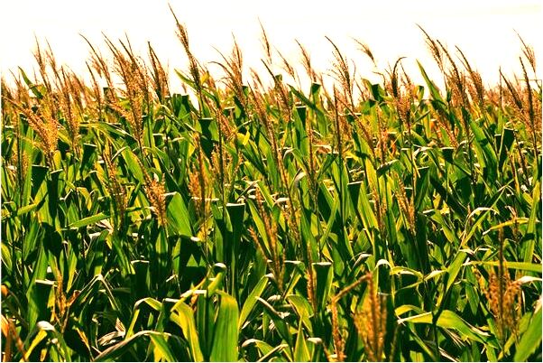 夢到葫蘆上畫財神意味著什麼_周公解夢官網