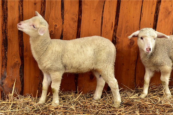 夢見羊圈_周公解夢