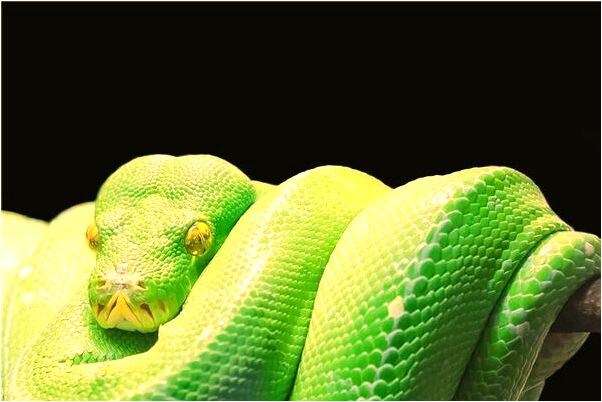 夢見有人喜歡怎么說_周公解夢官網