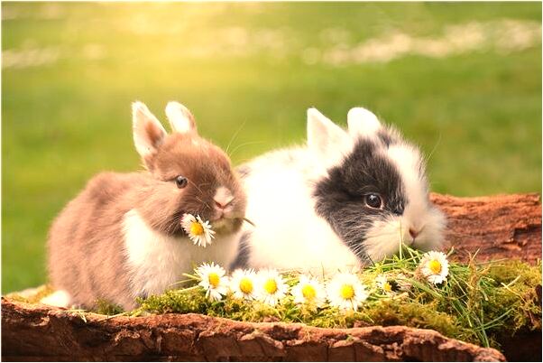 夢到婆婆和老鼠是什麼兆頭_周公解夢官網