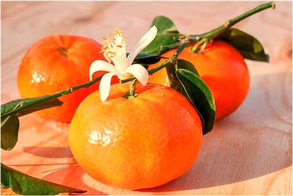 夢到自己懷著孕結婚是怎么回事_周公解夢官網