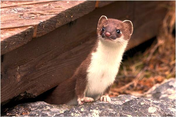夢到別人哭著喊我的名字會是什麼預兆_周公解夢官網