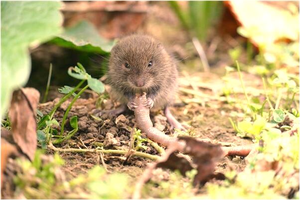 夢見釣了一條魚和一隻鱉怎么樣_周公解夢官網