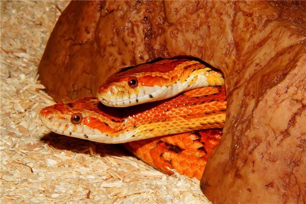 屬蛇男人多大年齡喜歡什麼樣的女人_十二生肖