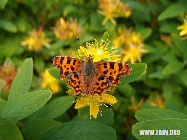 夢見飛機失事_周公解夢夢到飛機失事是什麼意思_做夢夢見飛機失事好不好_周公解夢官網