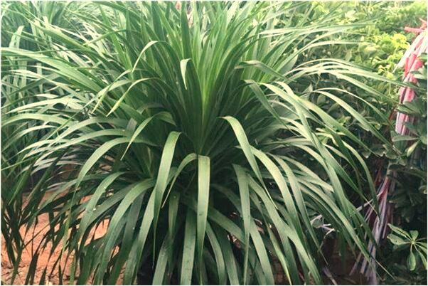 夢到了摔了別人的鏡子但沒碎有什麼含義_周公解夢官網