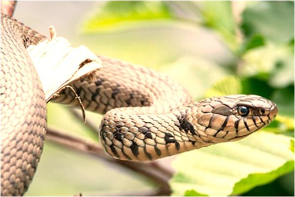 夢到別人來我家拜年是好事還是壞事_周公解夢官網
