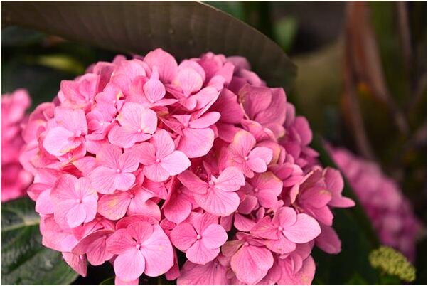 夢到抽獎獲得蘋果五手機意味什麼_周公解夢官網