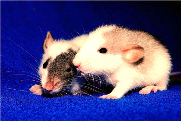 夢到了有鬼纏身怎么回事_周公解夢官網