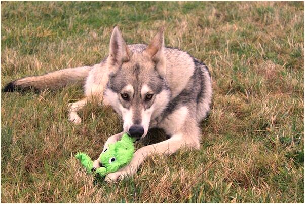 夢到了人家吐了是好事還是壞事_周公解夢官網