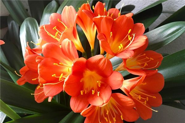 夢見君子蘭開花了預示啥_周公解夢