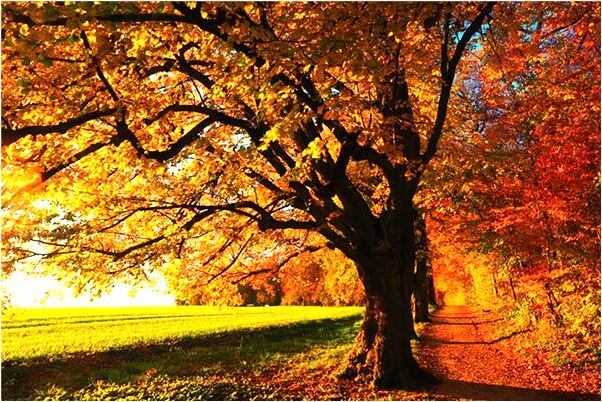 夢到了拿刀割人流血有什麼預示嗎_周公解夢官網