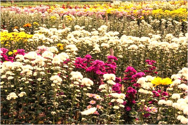 夢到蛆從腳趾頭裡出來預示了什麼_周公解夢官網