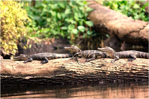 夢到了殺兔子會是什麼預兆_周公解夢官網