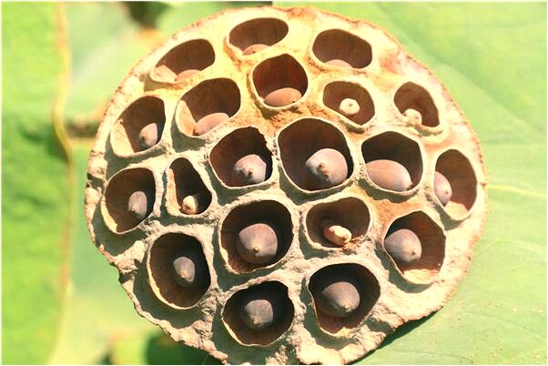 夢見老婆死了又去找回來是凶兆還是吉兆_周公解夢官網