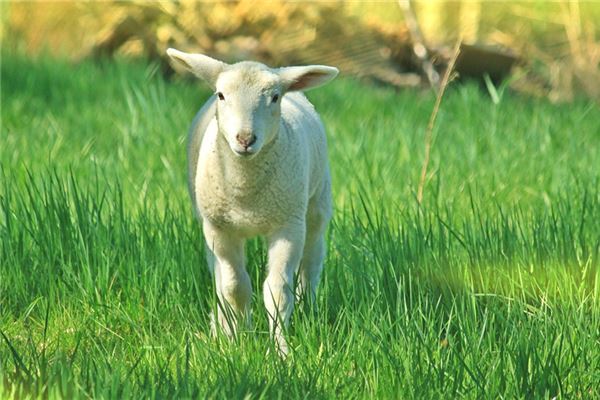 91年屬什麼生肖財運能好嗎_十二生肖