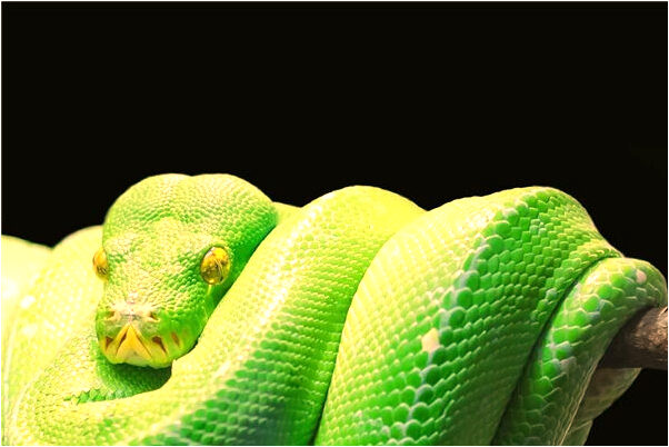 夢見自己被看做小偷是什麼預兆？_周公解夢官網