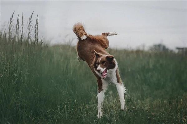 2021年屬狗的人運勢和年齡_十二生肖