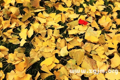 Dream of ginkgo leaves scattered around