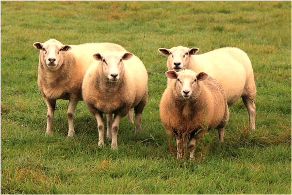 夢見麵條里有雞蛋有什麼說法_周公解夢官網