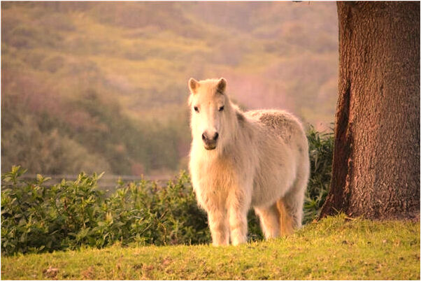 夢見喜歡別人的老公怎么樣_周公解夢官網