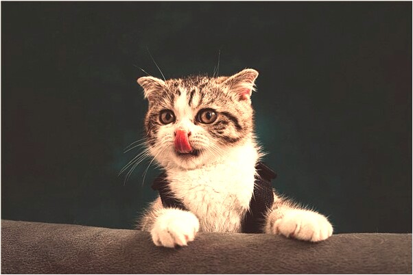 夢到掏鳥窩小鳥是好事還是壞事_周公解夢官網