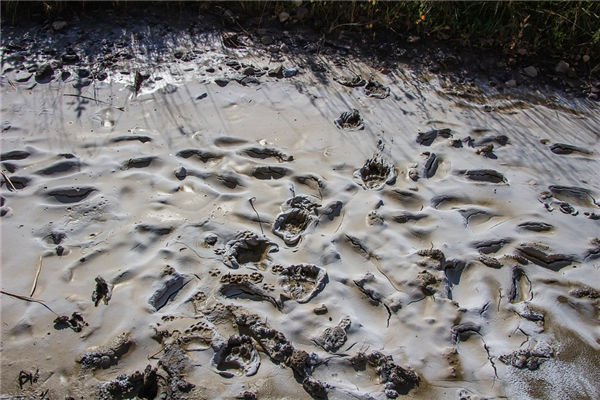 夢見淤泥是什麼意思_周公解夢