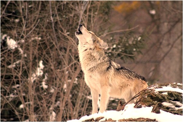 夢見沒有漲工資是好是壞_周公解夢官網