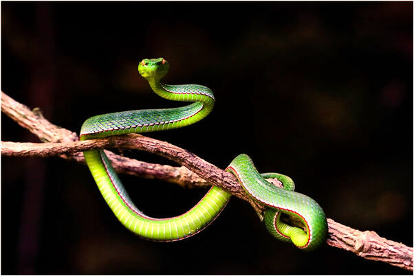 夢到麻痹和酸痛是預示了什麼_周公解夢官網