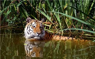 35歲屬什麼生肖的2021年_十二生肖