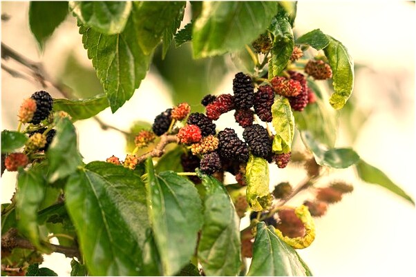 夢到發大水給我衝進去了是什麼意思？_周公解夢官網