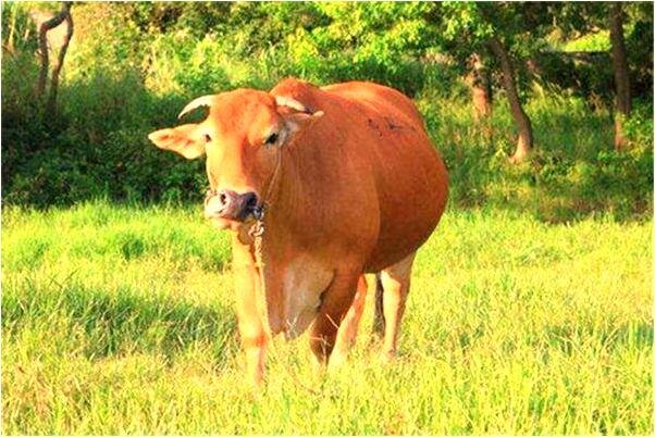 夢到滿是灰塵的鞋有被擦了是啥意思_周公解夢官網