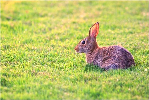夢到摘紫色的花有什麼意思嗎_周公解夢官網