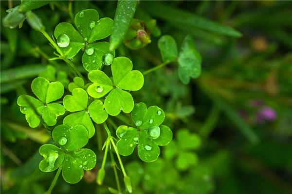 夢到了運氣好是什麼意思？_周公解夢