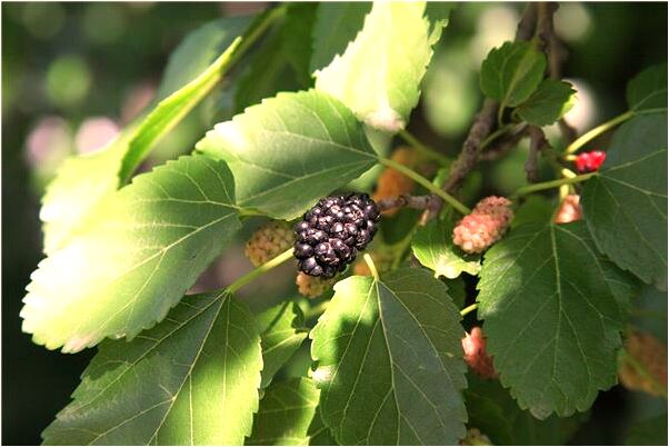 夢到四個趾頭代表著什麼_周公解夢官網