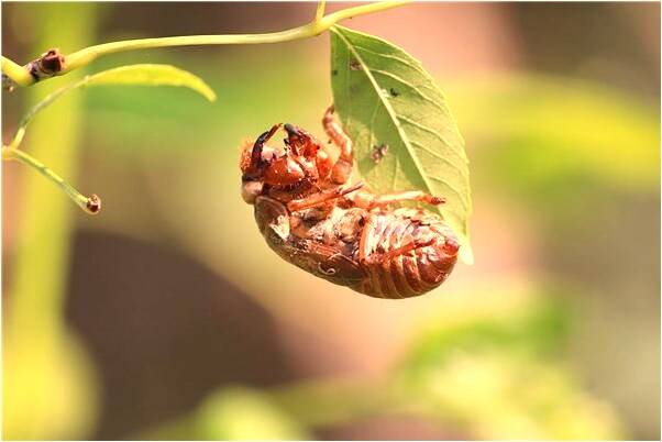 夢到在廁所看到屎把自己噁心的有什麼意思_周公解夢官網